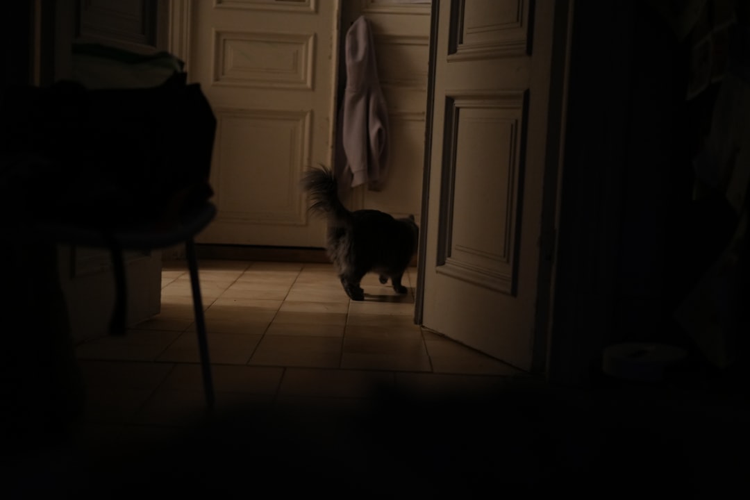 Die Katze im Traum: Eine wissenschaftliche Analyse zwischen Psychoanalyse und Neurowissenschaft