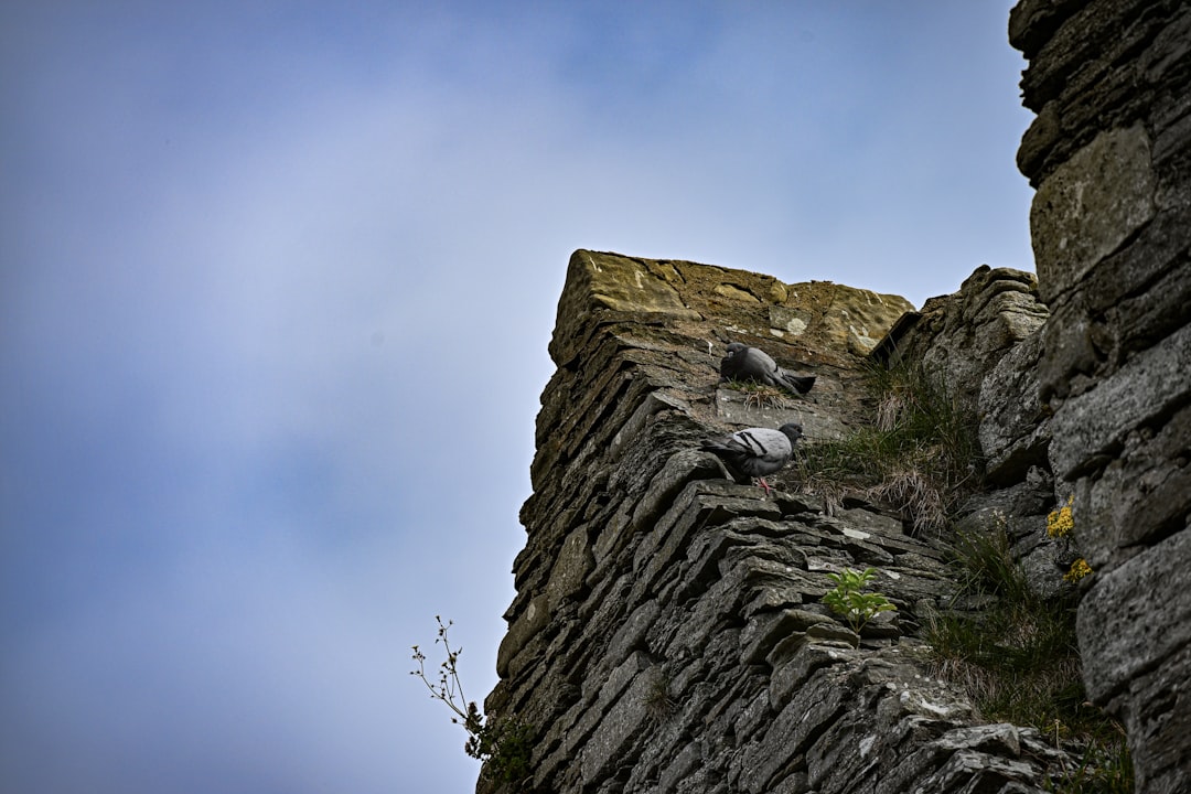 Traumdeutung: Fallen – Eine wissenschaftliche Annäherung aus psychoanalytischer und neurowissenschaftlicher Perspektive