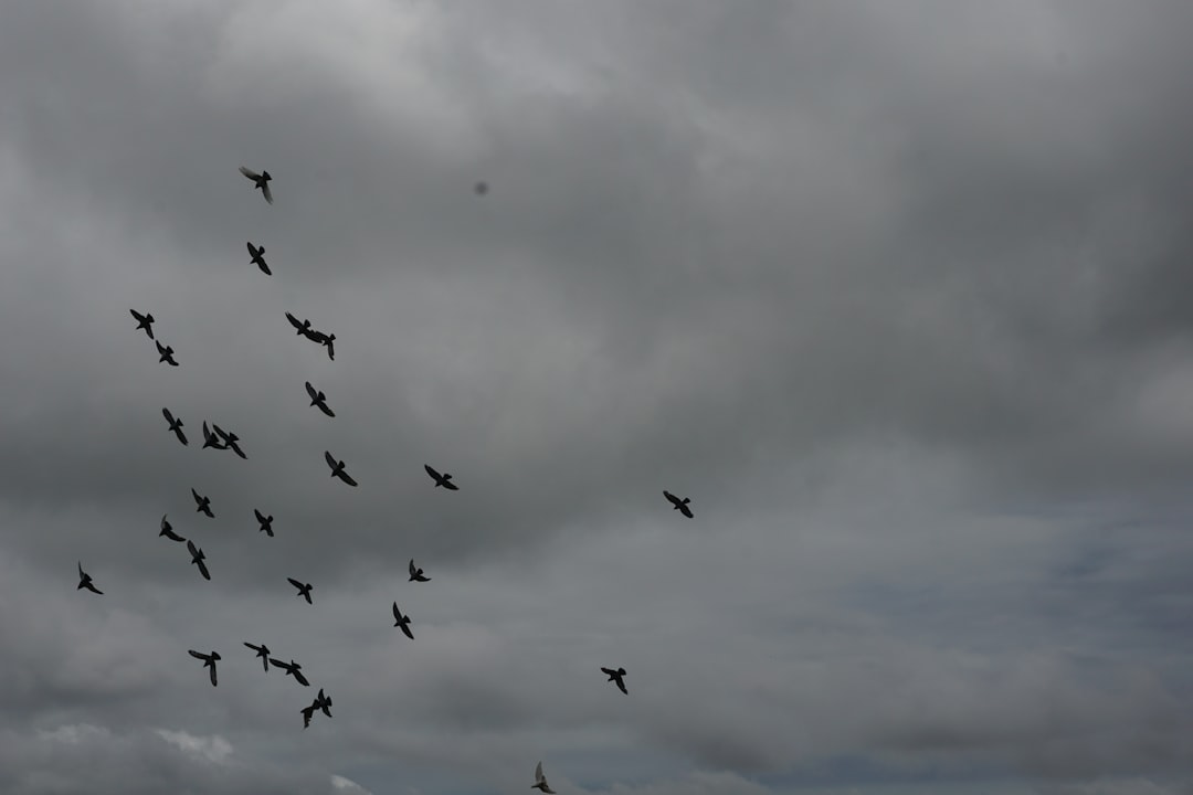 Der Vogel im Traum: Eine psychoanalytische und neurowissenschaftliche Deutung