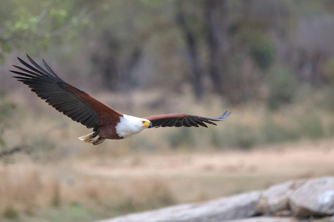 Der Adler im Traum: Eine psychoanalytische und neurowissenschaftliche Deutung
