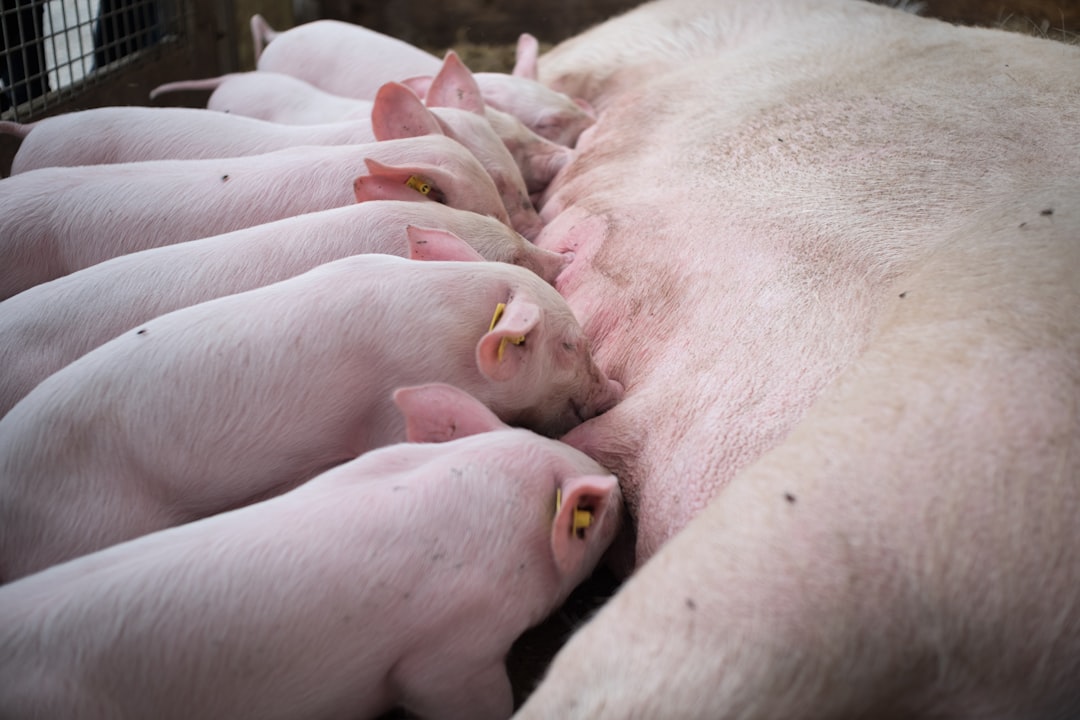 a person holding a baby pig