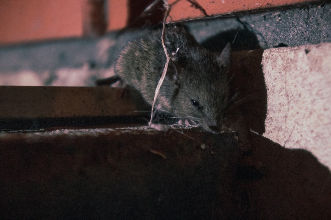 A rat is sitting on the ledge of a building