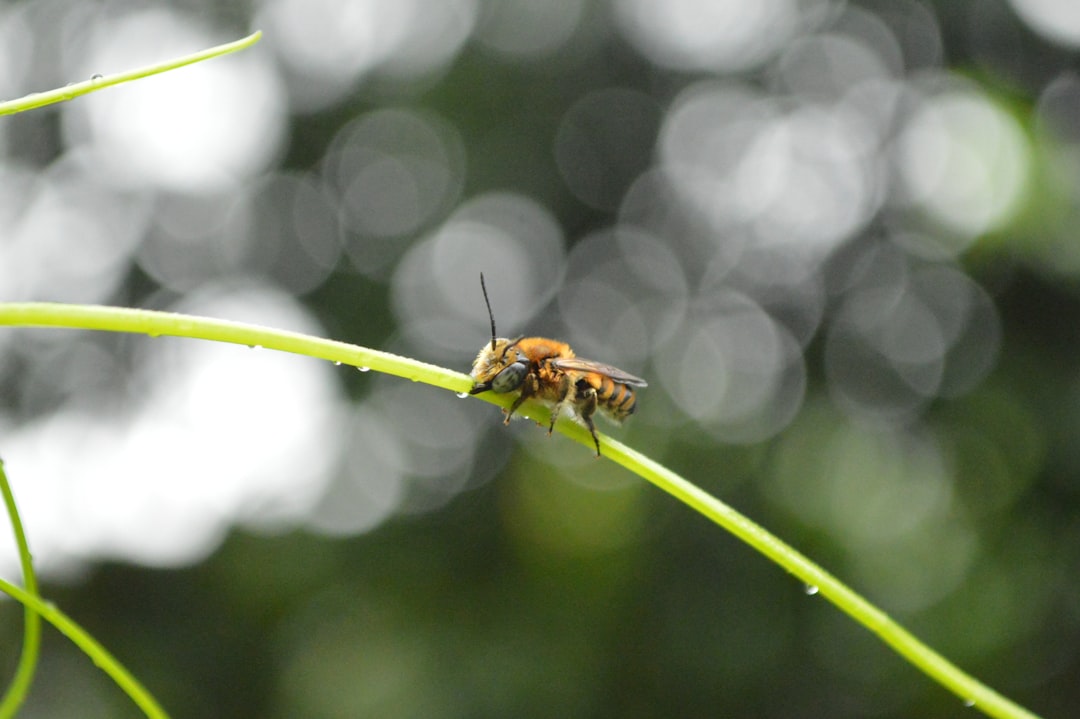Die Fliege im Traum: Eine tiefenpsychologische und neurowissenschaftliche Analyse