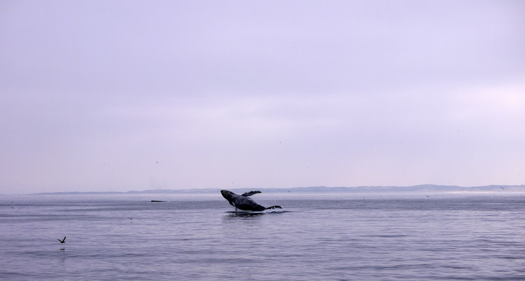 A whale breaches the surface of the ocean