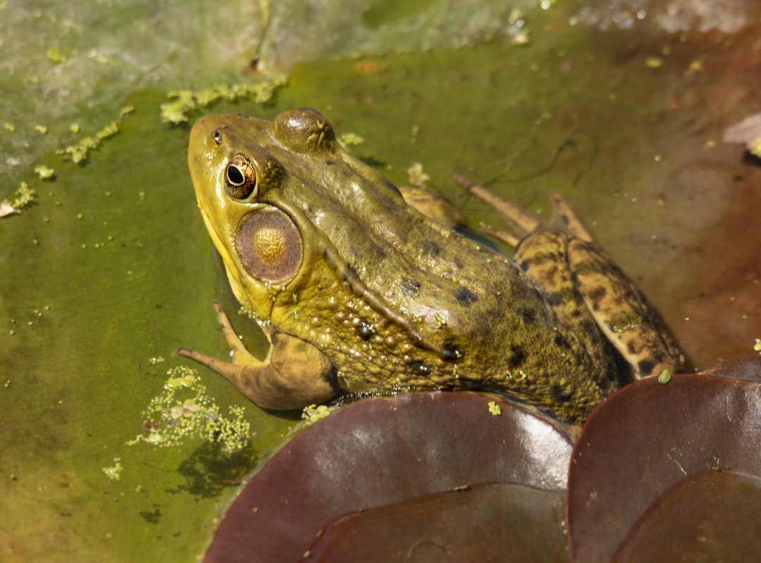 green frog on water during daytime