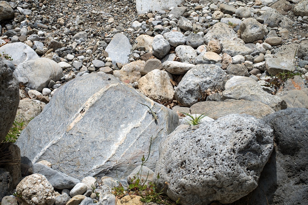 Die Eidechse im Traum: Eine interdisziplinäre Deutung zwischen Psychoanalyse und Neurowissenschaft