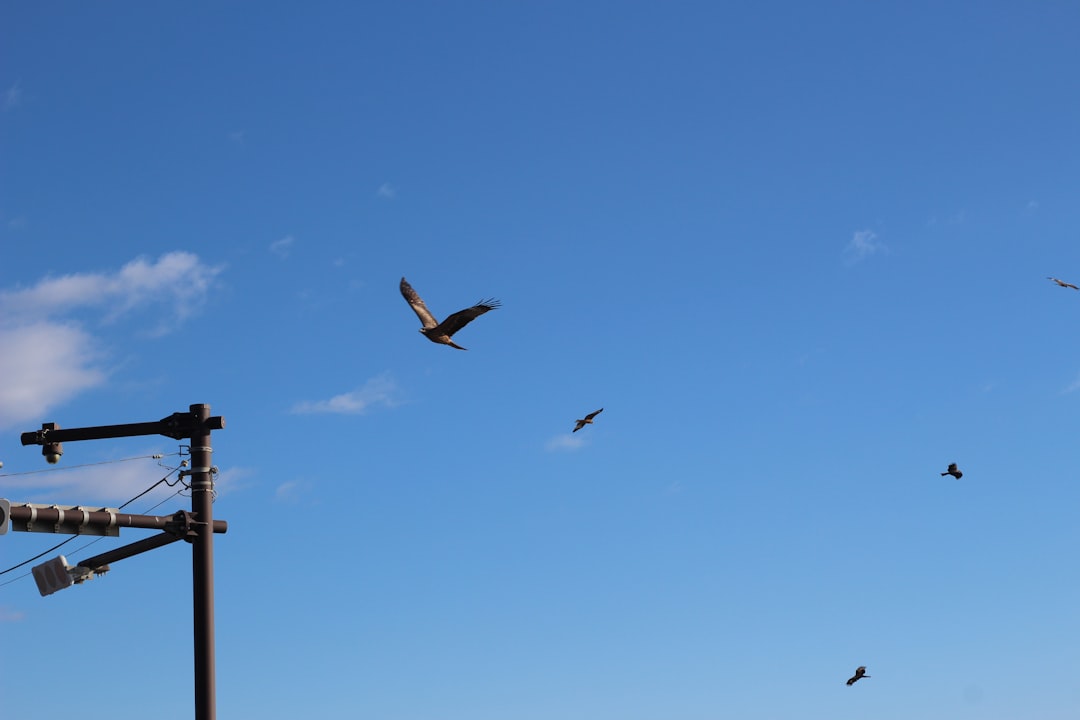 Birds flying in a clear blue sky.