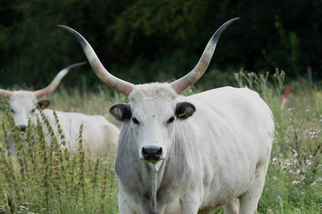 A couple of white cows standing on top of a lush green field