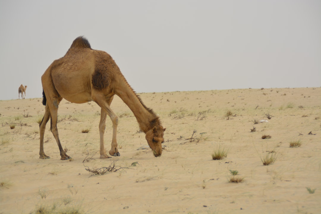 A camel grazing in a sandy desert landscape.