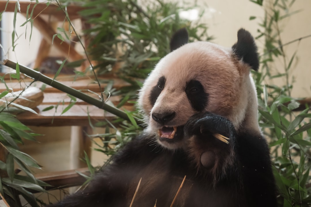 A giant panda eats bamboo surrounded by greenery.