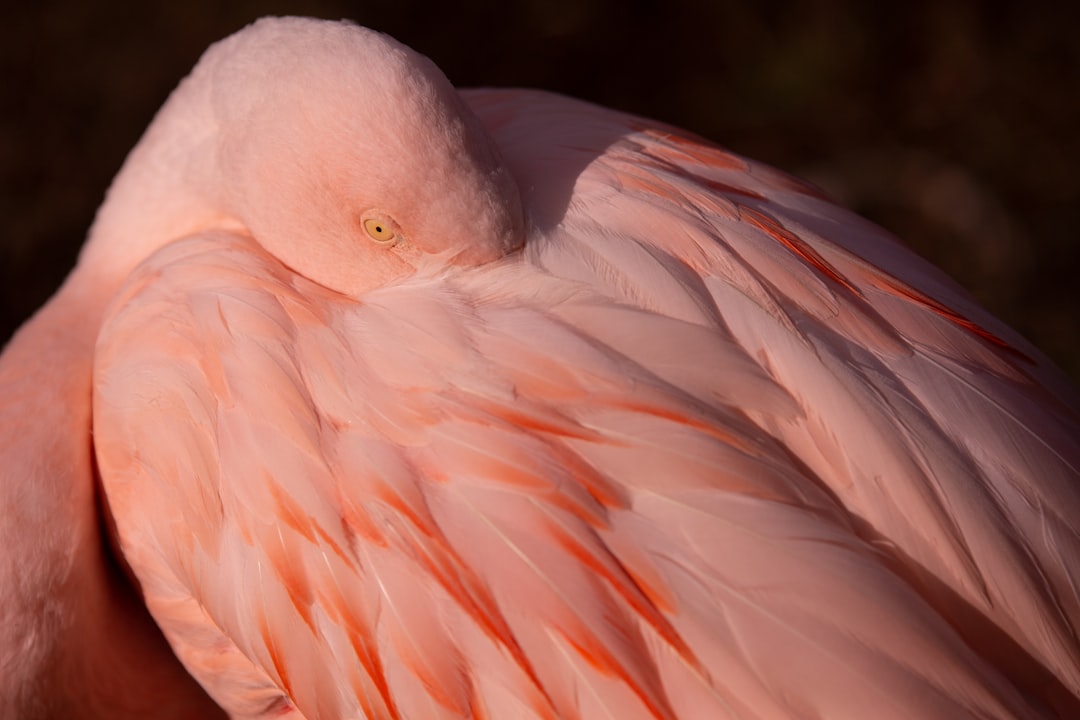 Der Flamingo im Traum: Eine wissenschaftliche Analyse zwischen Psychoanalyse und Neurowissenschaft