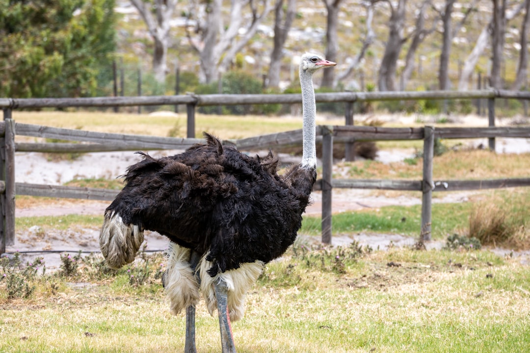 An ostrich in a grassy enclosure with a wooden fence