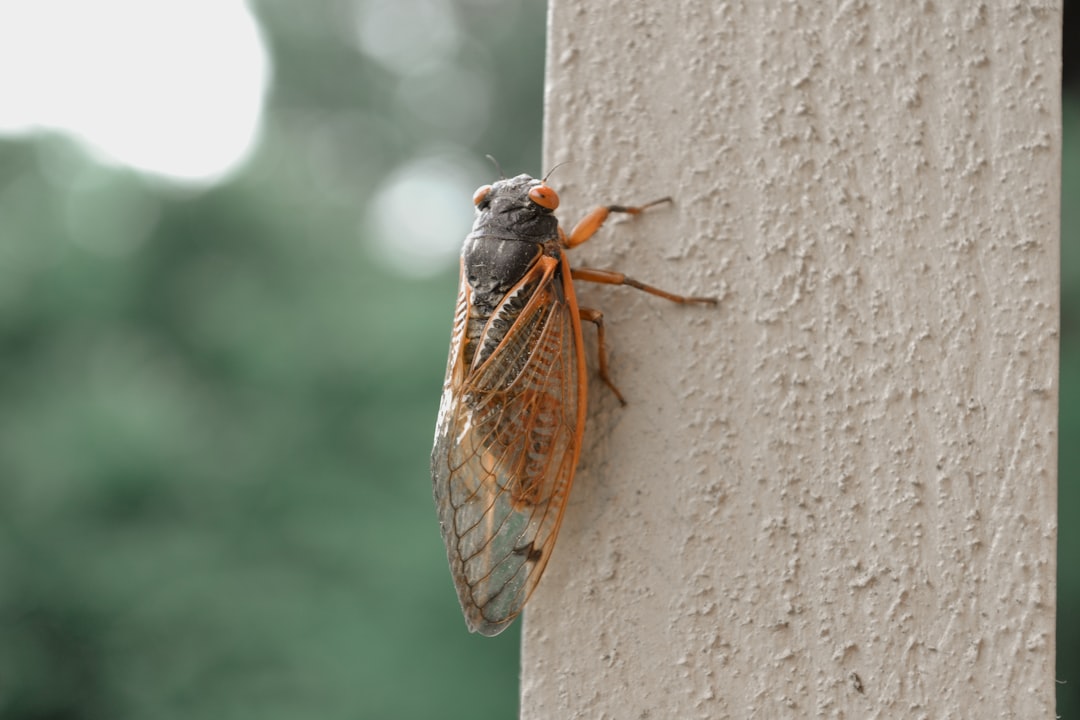 A close up of a bug on a wall