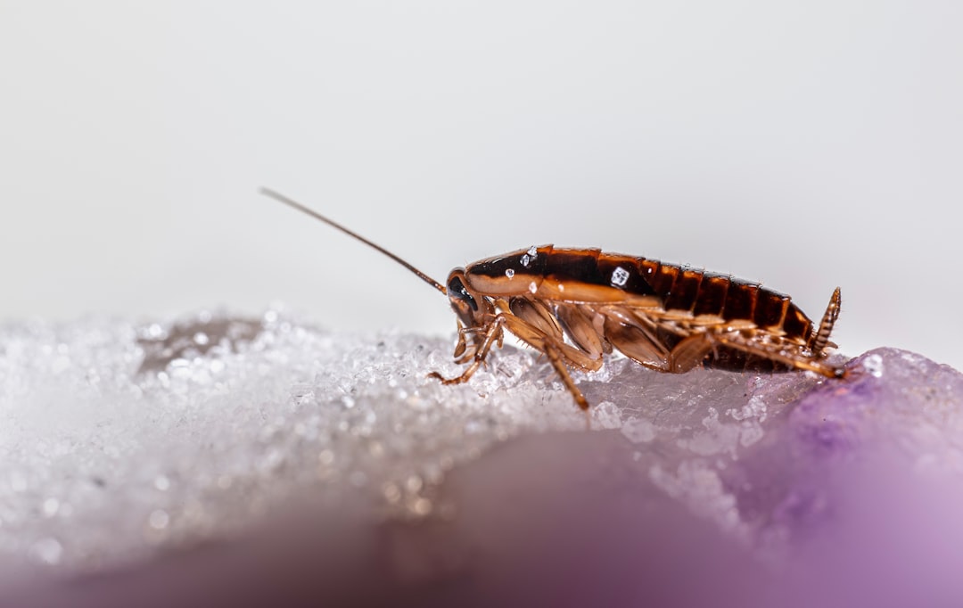 A cockroach on a textured surface