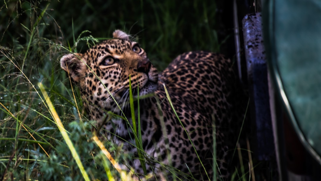 a close up of a cat in a field of grass
