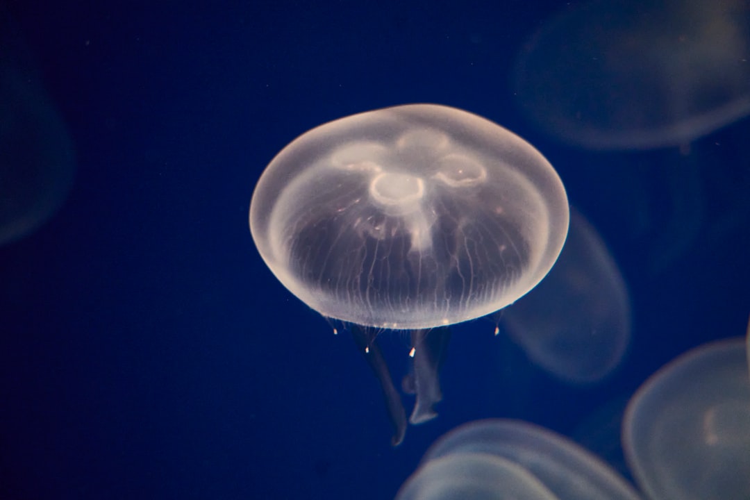 A translucent jellyfish floats in dark blue water.