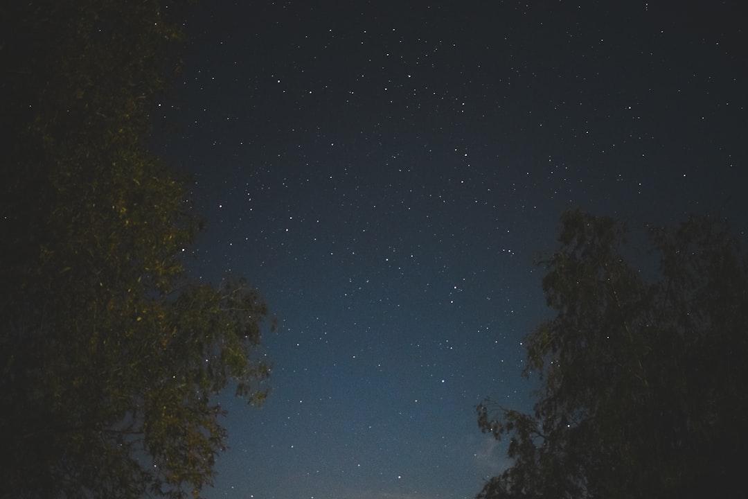 trees and stars in the sky