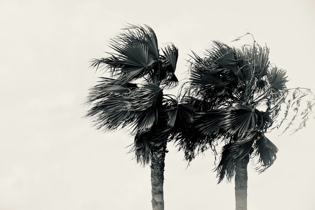 a couple of palm trees