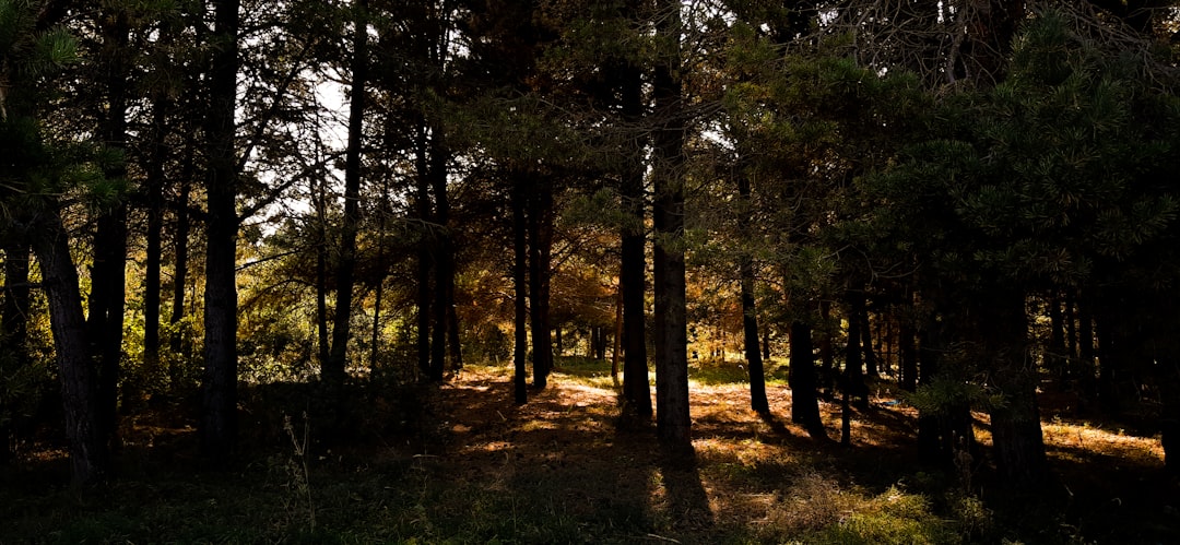 Der Wald im Traum: Eine psychoanalytische und neurowissenschaftliche Erkundung