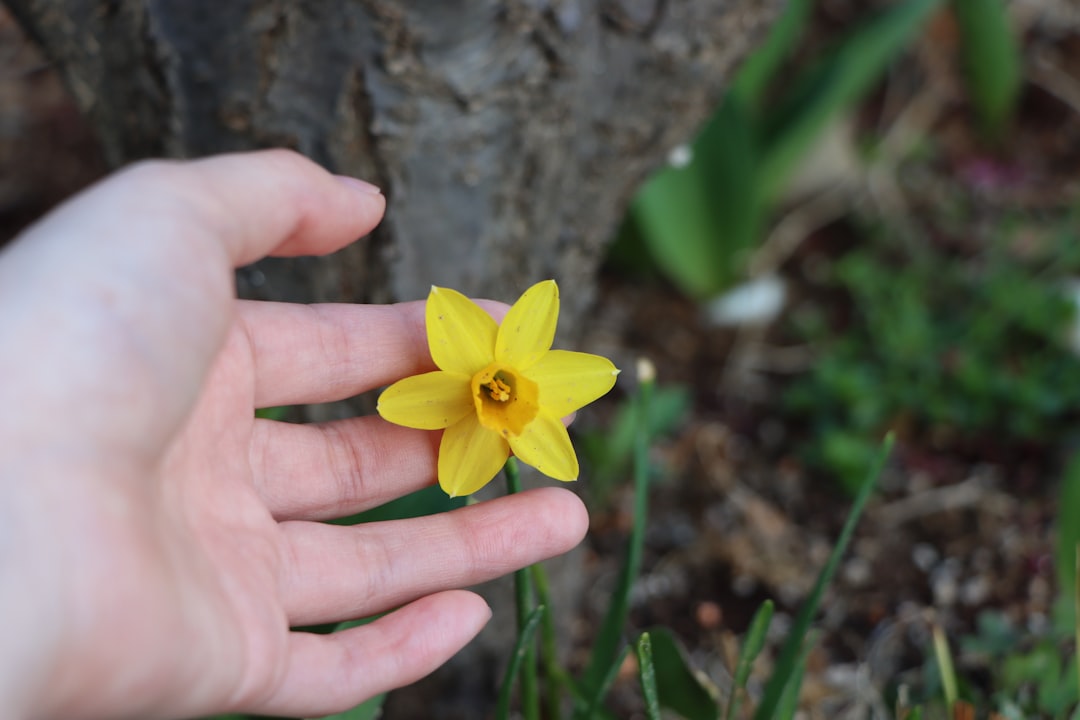 a person holding a yellow flower in their hand