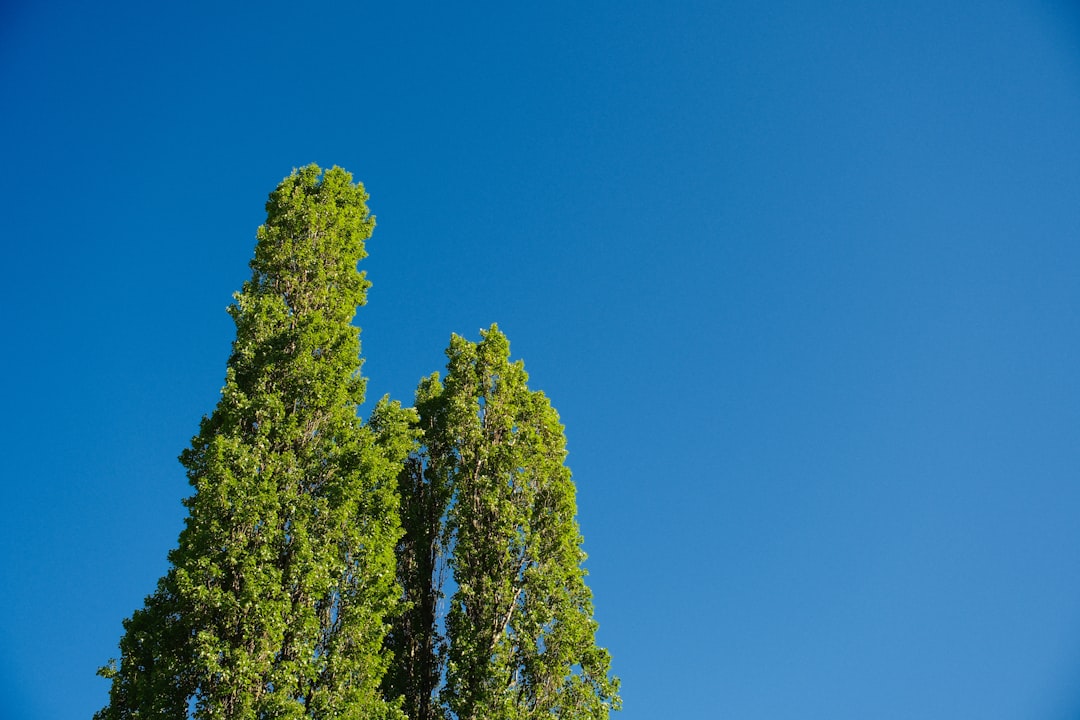 Trees reach for the sky under a bright blue.