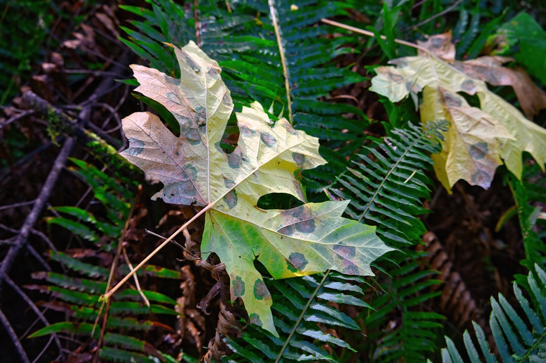 a group of leaves that are on the ground