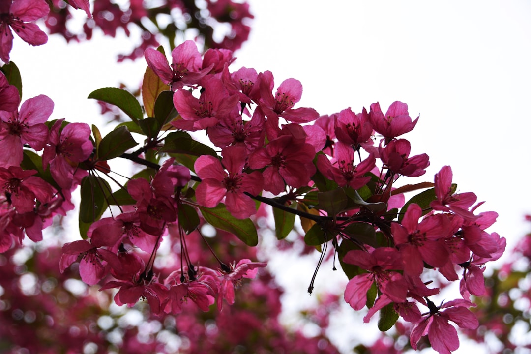 a branch of a tree with pink flowers