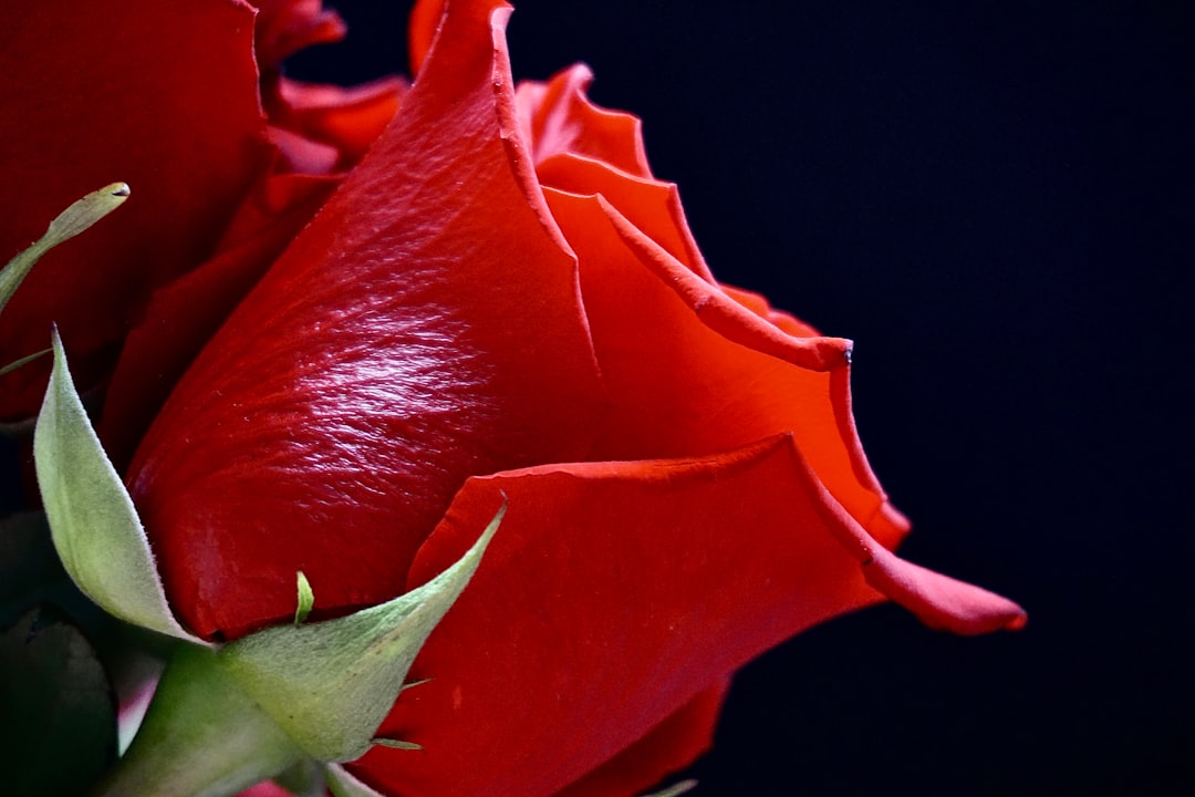 a close up of a flower