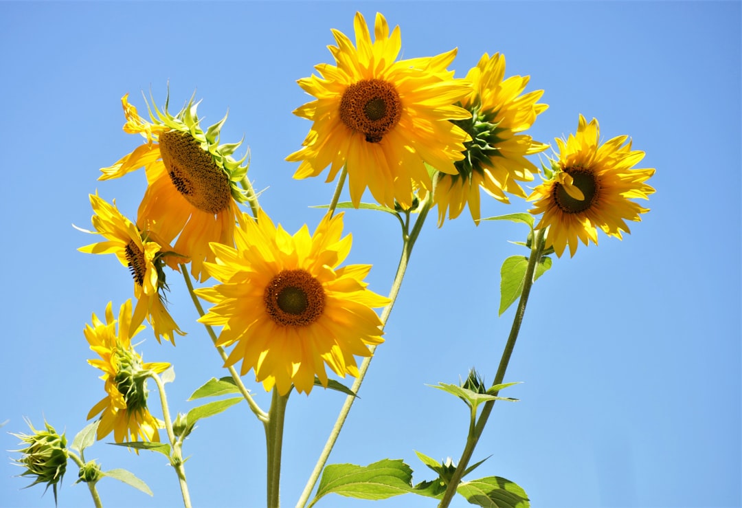 a bunch of sunflowers that are blooming on a sunny day