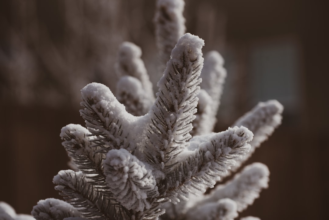 Snowy pine tree branches against a blurry background.