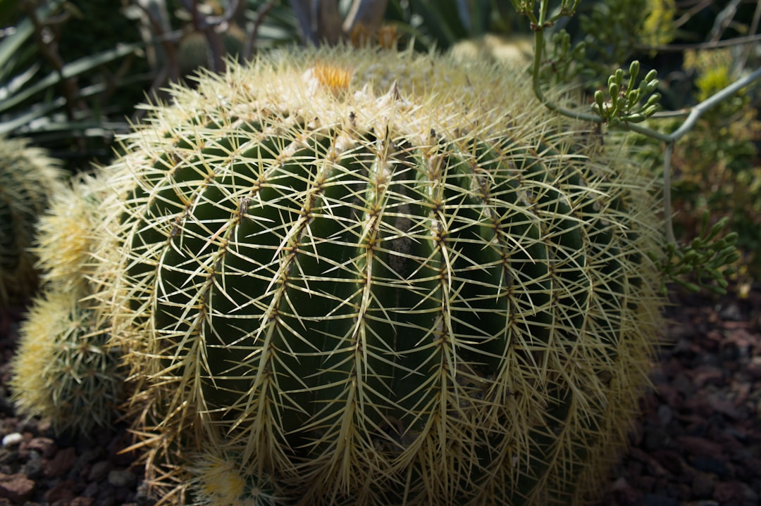 A large, spiky barrel cactus in a garden.