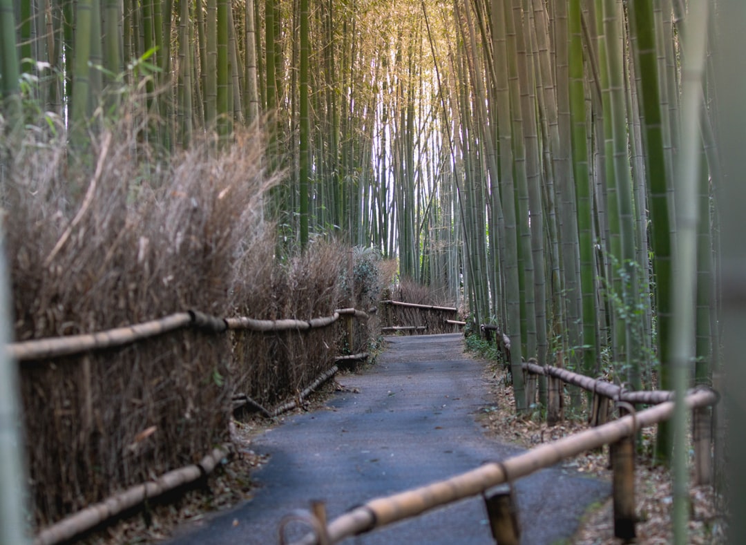 A winding path through a dense bamboo forest.