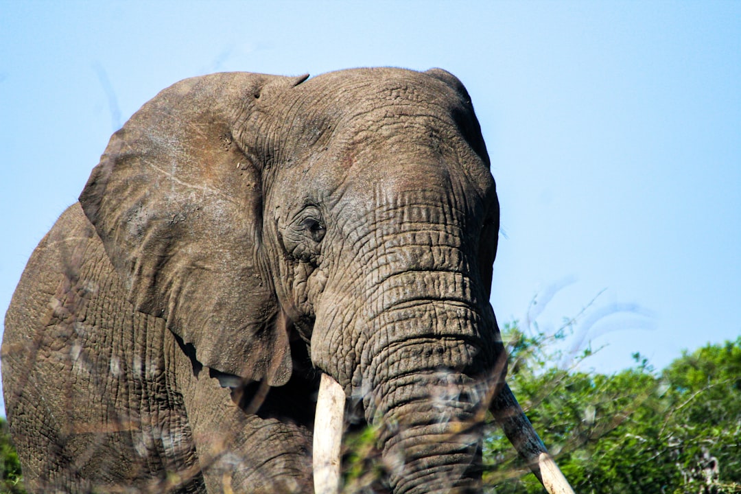 Der Elefant im Traum: Eine Psychoanalytische und Neurowissenschaftliche Erkundung