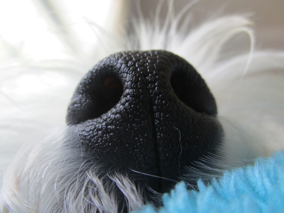 dog nose close up photo