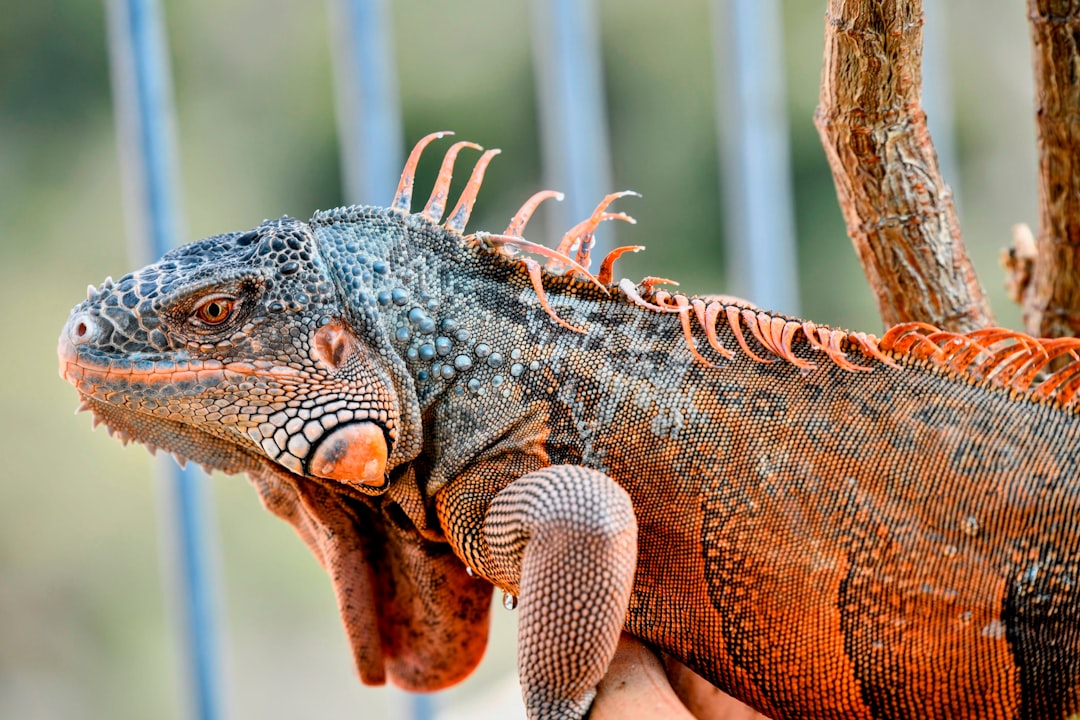 A close up of a green iguana with orange markings.