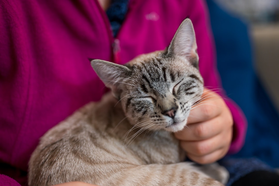 A person petting a contented tabby cat
