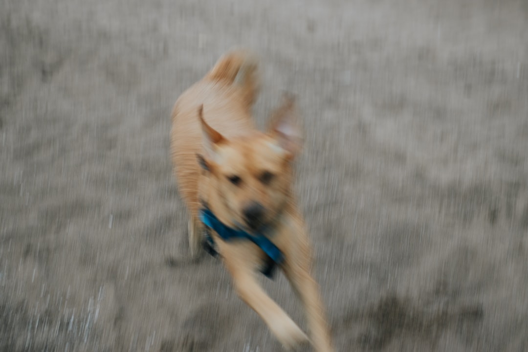 a dog running on a road