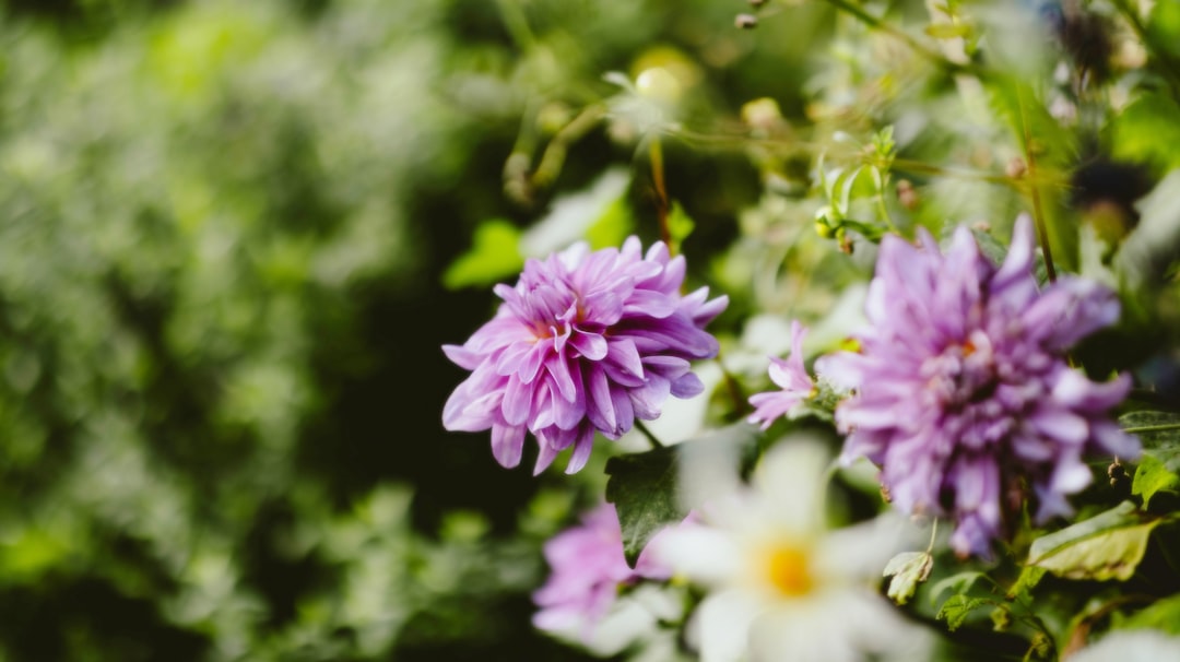 Der Garten im Traum: Eine psychoanalytische und neurowissenschaftliche Erkundung
