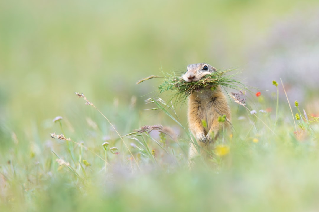 A ground squirrel carries grass in its mouth.