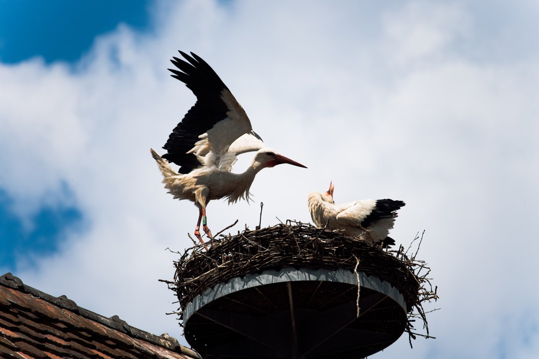 Der Storch im Traum: Eine psychoanalytische und neurowissenschaftliche Analyse