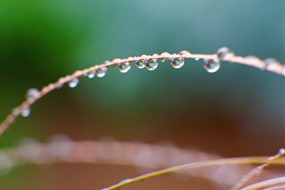 Der Morgentau im Traum: Eine interdisziplinäre Deutung zwischen Wiener Psychoanalyse und moderner Neurowissenschaft