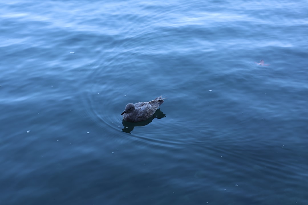 Das Schnabeltier im Traum: Eine psychoanalytische und neurowissenschaftliche Untersuchung