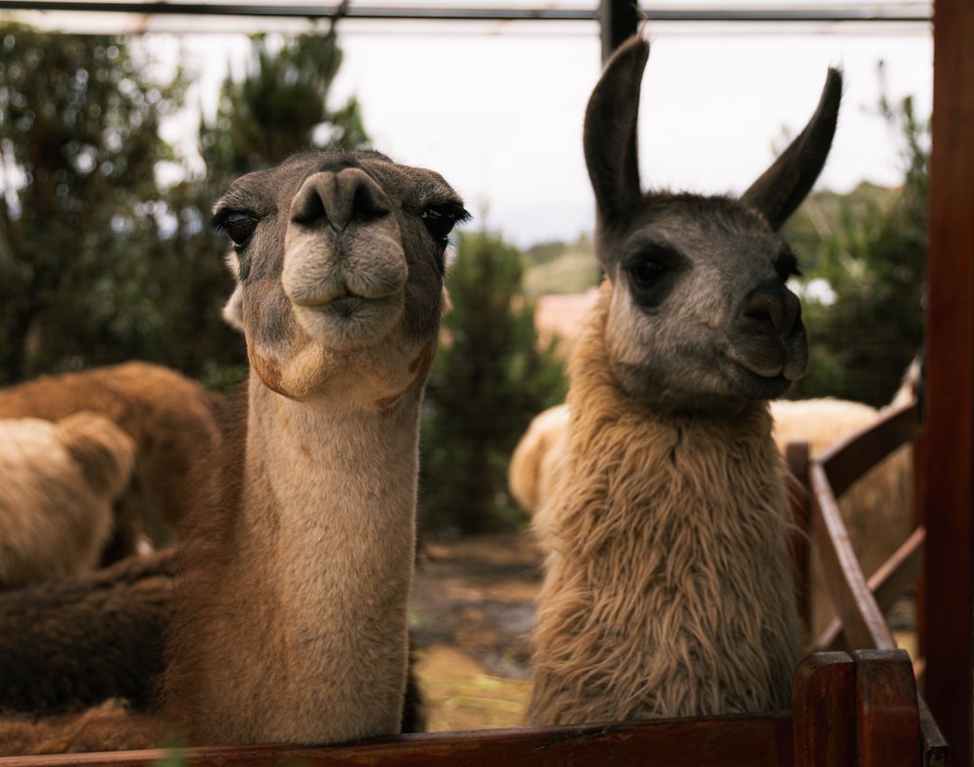 Das Alpaka im Traum: Eine psychoanalytische und neurowissenschaftliche Deutung