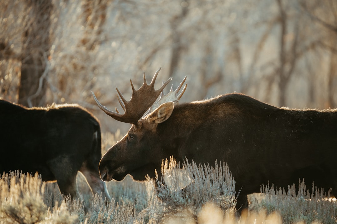 Der Elch im Traum: Eine interdisziplinäre Traumdeutung aus psychoanalytischer und neurowissenschaftlicher Perspektive