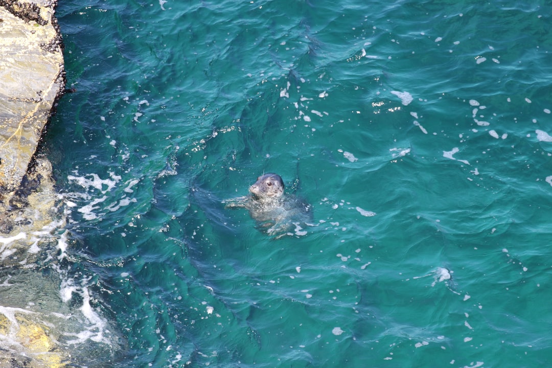 Die Robbe im Traum: Eine psychoanalytische und neurowissenschaftliche Erkundung