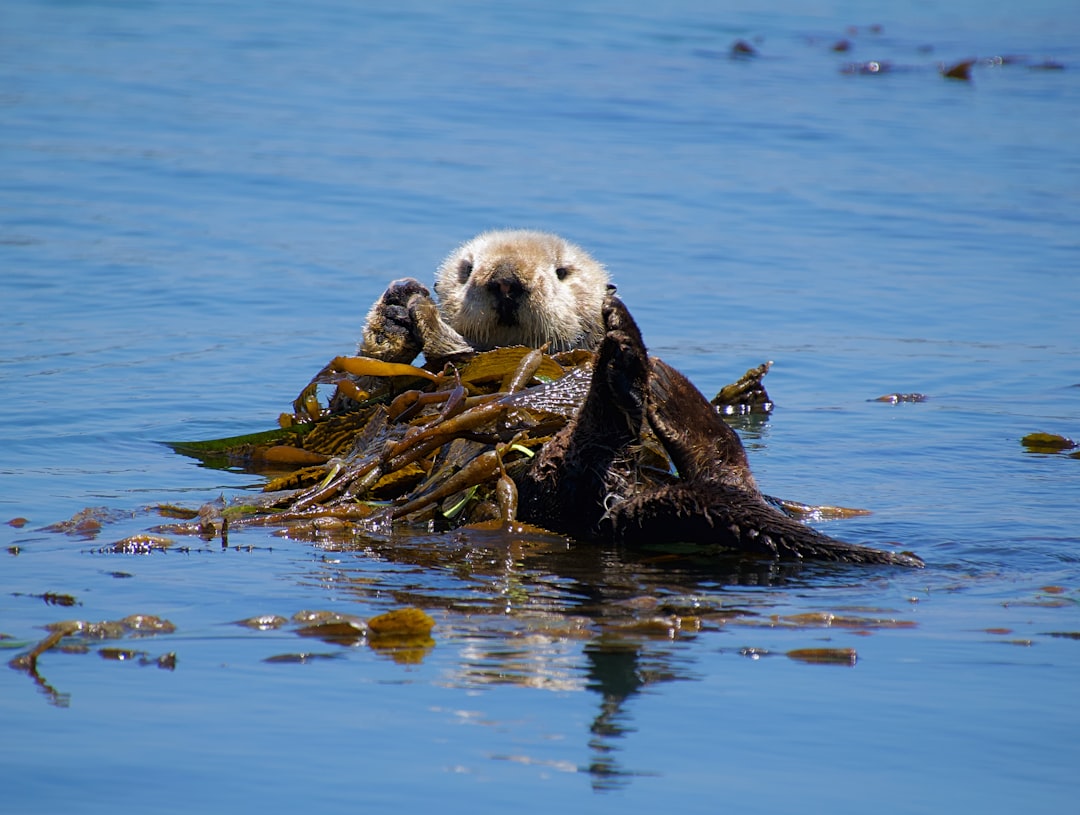 Der Otter im Traum: Eine psychoanalytische und neurowissenschaftliche Deutung