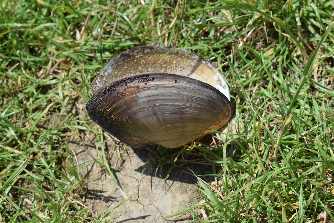 Das Gürteltier im Traum: Eine tiefenpsychologische und neurowissenschaftliche Analyse